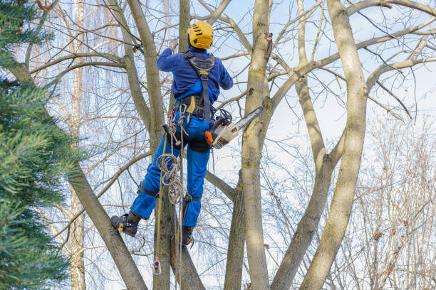 How Our Tree Care Process Works  in  Kimberly, ID