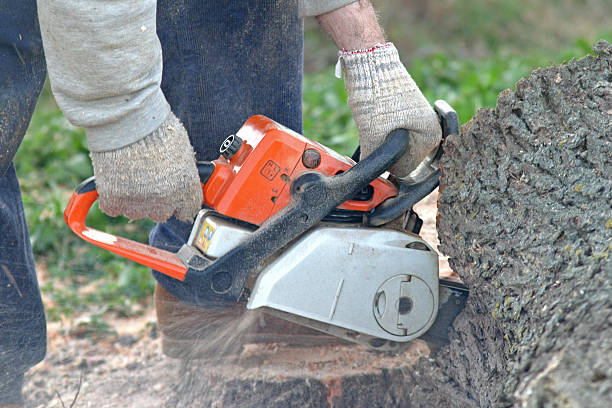 Kimberly, ID Tree Removal Services Company